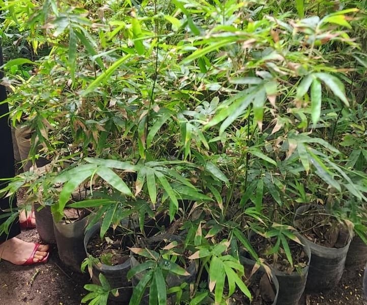 현장사진 - Senegal