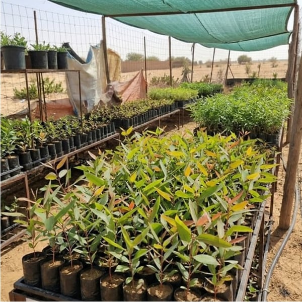 Seedling management