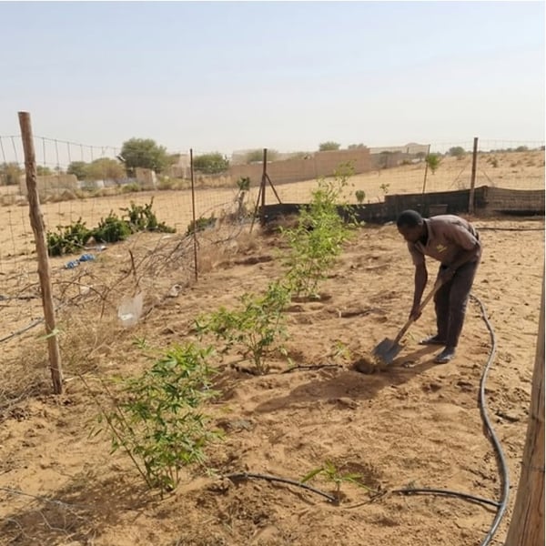Transplanting and establishment