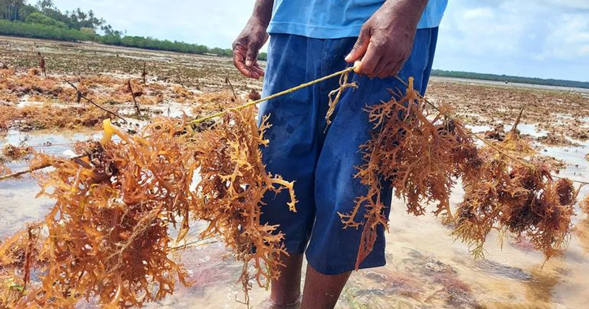 Why sustainable alternatives to plastic are struggling to compete