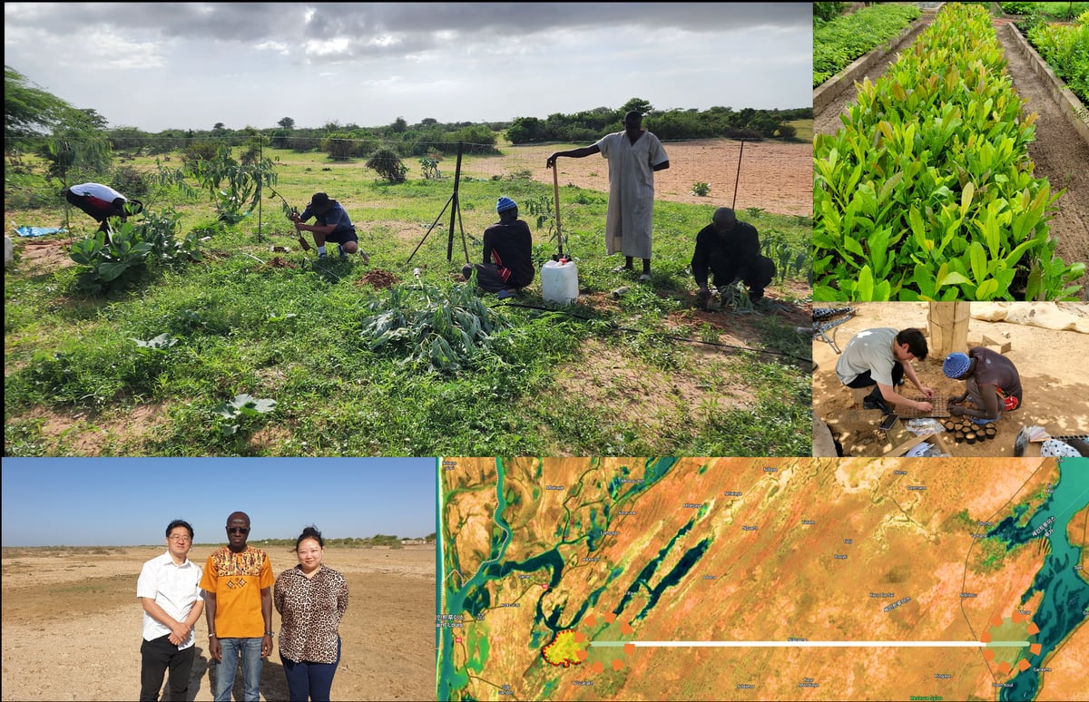 Greening Sahara field photo