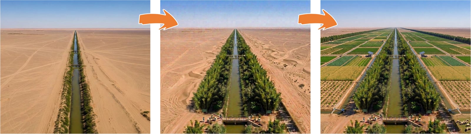 Sustainable Desert Forest Construction