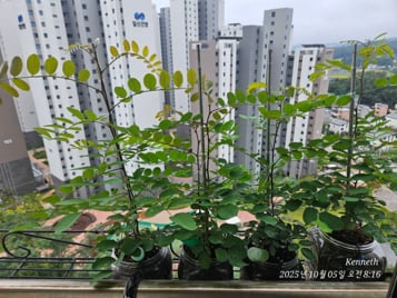 Growing seedlings at home