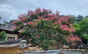 Seedling supply to wildfire-damaged sites